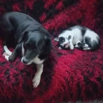 opieka zwierząt - zdjęcie ogłoszenia pies + kot - nocleg w domu opiekuna, 16.06 - 25.06