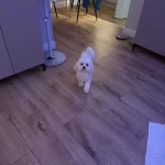 opieka zwierząt - zdjęcie ogłoszenia pies - nocleg w domu opiekuna, 08.04