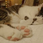 opieka zwierząt - zdjęcie ogłoszenia kot - wizyty u zwierzaka, 30.03 - 02.04