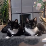 opieka zwierząt - zdjęcie ogłoszenia Opieka nad kotkami 