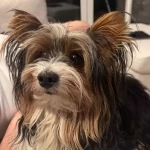 opieka zwierząt - zdjęcie ogłoszenia pies - nocleg w domu opiekuna, 03.05 - 03.05