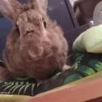 opieka zwierząt - zdjęcie profilowe użytkownika Ada R.