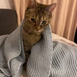 opieka zwierząt - zdjęcie ogłoszenia Opiekun dla zwierząt Piotrków Trybunalski