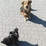 opieka zwierząt - zdjęcie ogłoszenia Szukamy osoby do opieki. Pilne