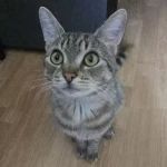 opieka zwierząt - zdjęcie ogłoszenia kot - nocleg w domu opiekuna, 31.10 - 20.12