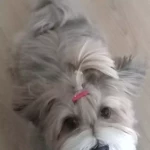 opieka zwierząt - zdjęcie ogłoszenia Szukamy opiekuna zwierząt