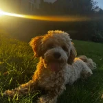 opieka zwierząt - zdjęcie ogłoszenia pies - wyprowadzanie na spacer, 25.03 - 25.03