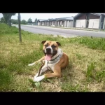 opieka zwierząt - zdjęcie ogłoszenia Szukamy opiekuna zwierząt