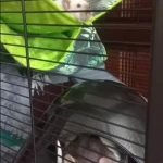 opieka zwierząt - zdjęcie ogłoszenia Opiekun dla dwóch szczurków