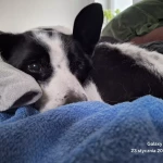 opieka zwierząt - zdjęcie ogłoszenia pies - wyprowadzanie na spacer, 11.04 - 25.04