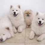 opieka zwierząt - zdjęcie ogłoszenia 4 psy - nocleg w domu opiekuna, 03.06 - 07.06