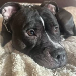 opieka zwierząt - zdjęcie profilowe użytkownika Ewelina Ł.