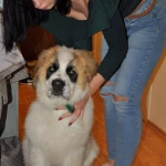 opieka zwierząt - zdjęcie profilowe użytkownika Florencja K.