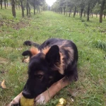 opieka zwierząt - zdjęcie profilowe użytkownika Nina P.