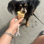 opieka zwierząt - zdjęcie profilowe użytkownika Marika T.