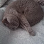 opieka zwierząt - zdjęcie ogłoszenia kot - wizyty u zwierzaka, 04.04 - 08.04