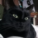 opieka zwierząt - zdjęcie profilowe użytkownika Aleksandra G.