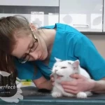 Opieka nad zwierzętami