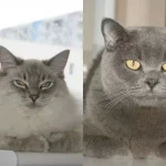 opieka zwierząt - zdjęcie profilowe użytkownika Renia W.