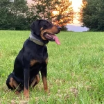 opieka zwierząt - zdjęcie ogłoszenia pies - wyprowadzanie na spacer, 02.05
