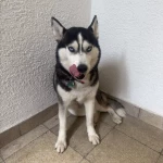 opieka zwierząt - zdjęcie ogłoszenia pies - nocleg w domu opiekuna, 22.10 - 11.11