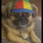 opieka zwierząt - zdjęcie profilowe użytkownika Barbara K.