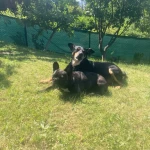 opieka zwierząt - zdjęcie ogłoszenia Szukamy opiekuna zwierząt