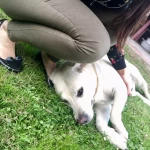 opieka zwierząt - zdjęcie profilowe użytkownika Emilia M.