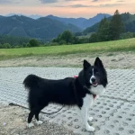 opieka zwierząt - zdjęcie ogłoszenia pies - nocleg w domu opiekuna, 16.08 - 25.08