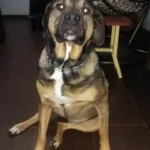 opieka zwierząt - zdjęcie profilowe użytkownika Iwona J.