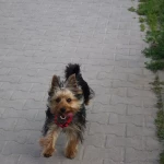 Ogłoszenia