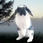opieka zwierząt - zdjęcie profilowe użytkownika Natalia P.
