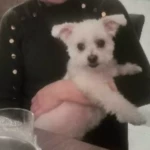 opieka zwierząt - zdjęcie ogłoszenia Szukamy opiekuna zwierząt