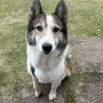 opieka zwierząt - zdjęcie ogłoszenia pies - nocleg w domu opiekuna, 18.06 - 03.07