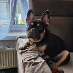 opieka zwierząt - zdjęcie ogłoszenia pies - nocleg w domu opiekuna, 14.08 - 16.08