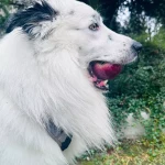 opieka zwierząt - zdjęcie ogłoszenia Szukamy osoby do wyprowadzania psa na spacery 