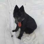opieka zwierząt - zdjęcie profilowe użytkownika Patrycja G.