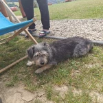 opieka zwierząt - zdjęcie ogłoszenia Potrzebna pomoc Ustrzyki Dolne