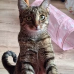 opieka zwierząt - zdjęcie ogłoszenia Szukamy osoby do opieki nad kotkiem