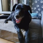 opieka zwierząt - zdjęcie ogłoszenia pies - nocleg w domu opiekuna, 27.08 - 30.08