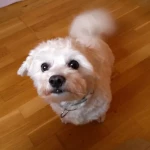 opieka zwierząt - zdjęcie profilowe użytkownika Filip F.