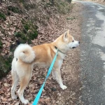 opieka zwierząt - zdjęcie ogłoszenia pies - nocleg w domu opiekuna, 05.06 - 06.06