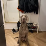 opieka zwierząt - zdjęcie ogłoszenia pies - wyprowadzanie na spacer, 07.03 - 12.03