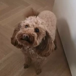 opieka zwierząt - zdjęcie ogłoszenia pies - nocleg w domu opiekuna, 01.07 - 09.07