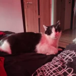 opieka zwierząt - zdjęcie ogłoszenia Szukamy osoby do opieki