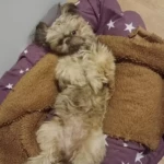 opieka zwierząt - zdjęcie profilowe użytkownika Nina G.