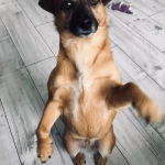 opieka zwierząt - zdjęcie profilowe użytkownika Finez O.
