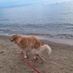 opieka zwierząt - zdjęcie profilowe użytkownika Marzena B.