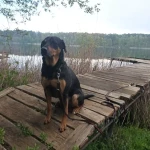 opieka zwierząt - zdjęcie ogłoszenia pies - nocleg w domu opiekuna, 11.07 - 12.07