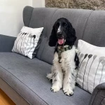 opieka zwierząt - zdjęcie ogłoszenia Szukamy osoby do opieki